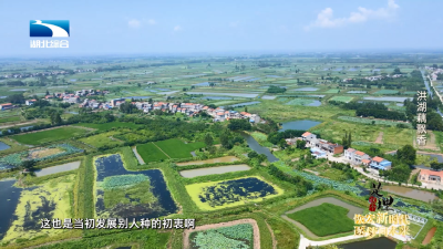 《是这个理》：洪湖藕飘香