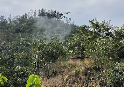 白鹤镇：无人机智能授粉  为油茶丰产提供新动能