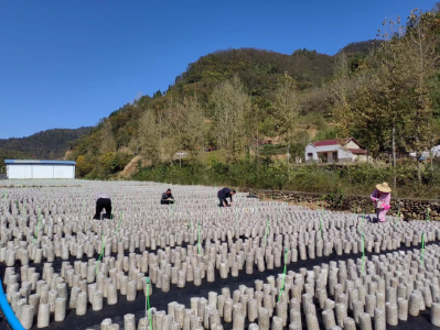 青峰镇双坪河村：“一村一品”美如画 产业兴旺遍地花