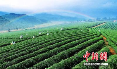 支点建设的咸安实践：以专业园区打造产业聚变新引擎