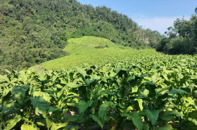 湖北上市公司三季报“交卷” 逾七成公司盈利旅游等业绩强劲