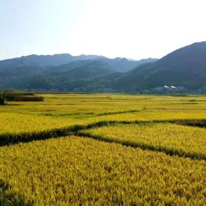 青峰镇：矛盾纠纷“一站式”化解