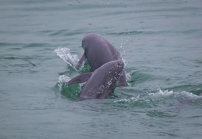 改革者 正青春｜长三角原点上何以长出“四合院”？