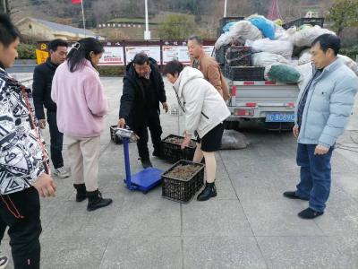 九道乡响应沟村：农家少闲月 冬日种姜忙