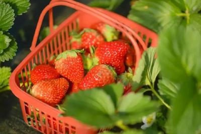 窑淮镇陈家铺村：春日莓香四溢  采摘乐享甜蜜