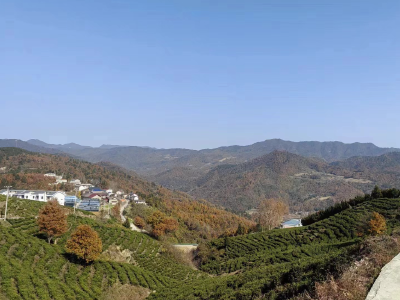 青峰镇：人勤春来早 茶园管护忙