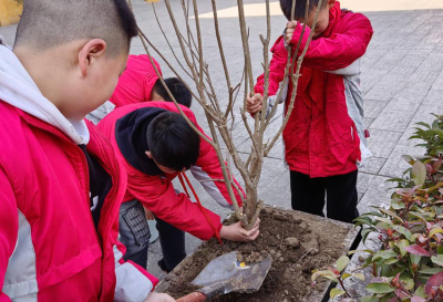 城关镇花宝小学：播种希望 我与小树共成长