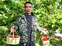湖北房县：万亩樱桃成熟季 “以节促旅”引客来