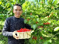 湖北房县：万亩樱桃成熟季 “以节促旅”引客来