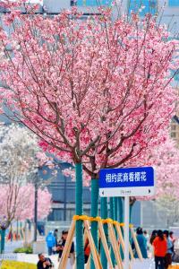 日夜畅游！2025武汉东湖樱花季启幕，十大主题玩法全公开