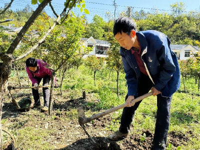门古寺镇：广大烟农干劲足 烟苗移栽掀热潮