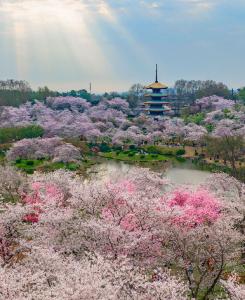 3月的武汉，等你赴一场樱花之约