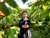 湖北房县：万亩樱桃成熟季 “以节促旅”引客来