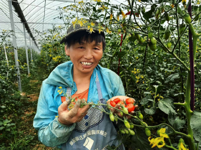 军店镇：圣女果抢“鲜”上市，畅享甜蜜正当时