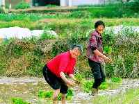 田间地头披“新绿”  房县农户插秧忙