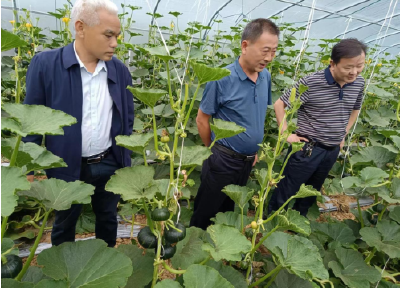 房县疾控中心帮扶桥梁村发展支柱产业