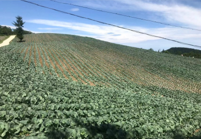 湖北房县野人谷镇：以人才振兴赋能乡村振兴