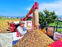 房县：高效农机助力 小麦机收跑出“加速度”