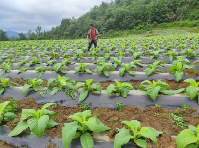 青峰镇：初夏烟叶添新绿 病害防治正当时 
