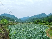 包菜喜丰收，田间采摘忙 