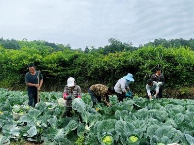 包菜喜丰收，田间采摘忙 
