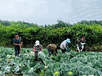 包菜喜丰收，田间采摘忙 