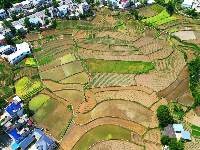 田间地头披“新绿”  房县农户插秧忙
