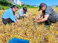 房县：高效农机助力 小麦机收跑出“加速度”