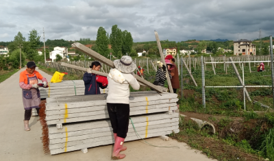 湖北房县军店镇：栝楼基地管护忙