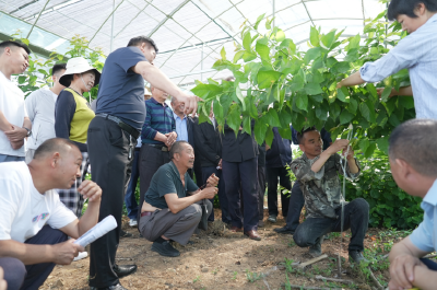 城关镇在八里村举办夏季樱桃技术交流会