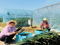 设施蔬菜“借船出海”进入千万家