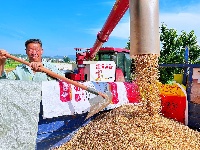 房县：高效农机助力 小麦机收跑出“加速度”