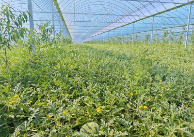 军店镇：头茬西瓜迎丰收，“吃瓜”游客乐悠悠