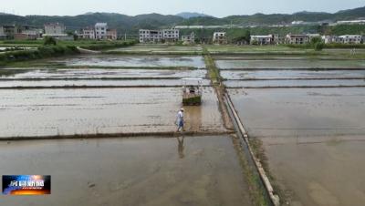 机械插秧助力全县万亩水稻优质高产