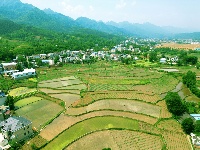 田间地头披“新绿”  房县农户插秧忙