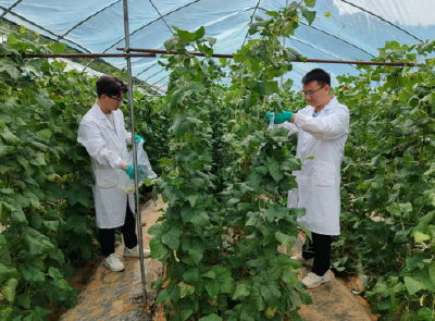 县公检中心：开展农产品监测 守护“菜篮子”安全