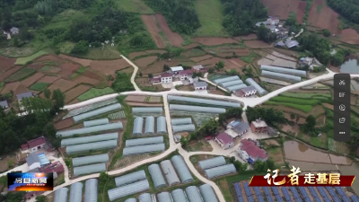 【记者走基层】上湾村：蔬菜成熟季 销售正当时