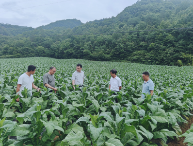 青峰镇： 科学管护烟地 烟叶长势喜人