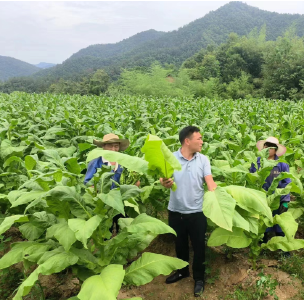 青峰镇：万亩烤烟喜丰收 铺就群众“致富路”