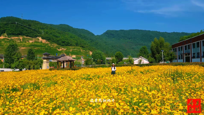 在房县花海等你，遇见初夏......
