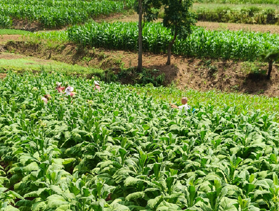 青峰镇：烟叶“打顶抑芽”促丰收