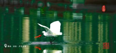 房县：一江碧水送下游，绘就绿色发展新画卷