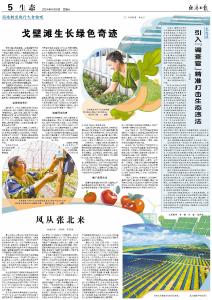 戈壁滩生长绿色奇迹