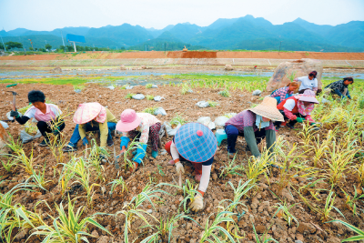 河流加“滤芯”水体减污染