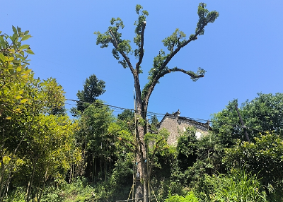 县林业局积极开展古树名木救治