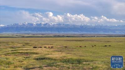 独家视频丨石榴花开映天山——对新疆这片土地 习近平总书记念兹在兹