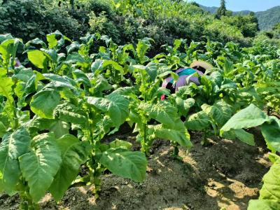 门古寺镇：烟农烟叶烘烤忙 烟站全程管理强