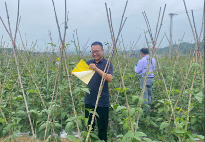 房县：绿色防控为豇豆美“颜值”