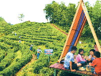 茶旅融合 兴村富民