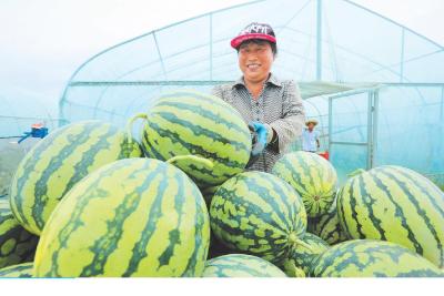 西瓜喜丰收 瓜农采摘忙